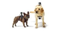 GoPro Dog Harness - W125343790